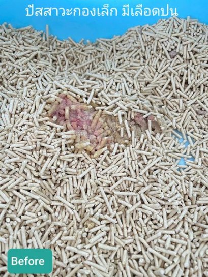 น้องไข่ตุ๋นเข้ากระบะทรายบ่อย ทำยังไงดีครับหมอ